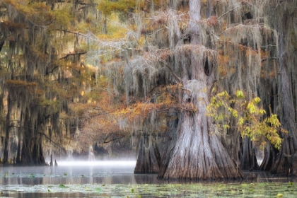 Picture of MIST ON BIG CYPRESS BAYOU