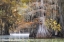 Picture of MIST ON BIG CYPRESS BAYOU