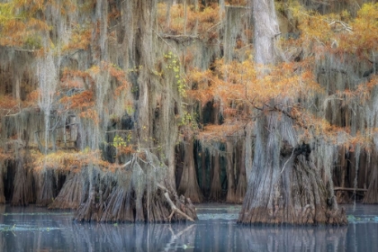 Picture of BAYOU BLUES