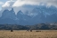 Picture of PATAGONIAGRAZING