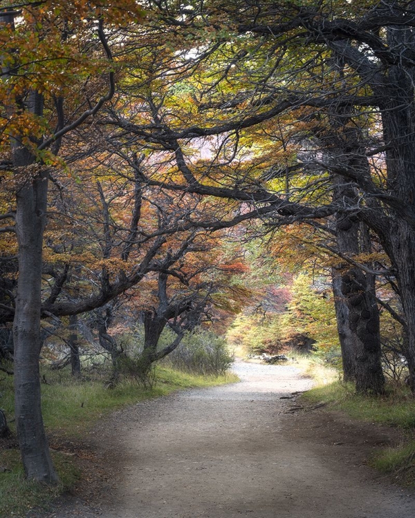 Picture of ARGENTINA AUTUMN