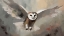 Picture of BARN OWLS QUEST