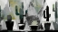 Picture of CACTI CONTOURS