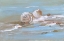 Picture of SHORE SHELL II