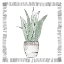 Picture of SNAKE PLANT
