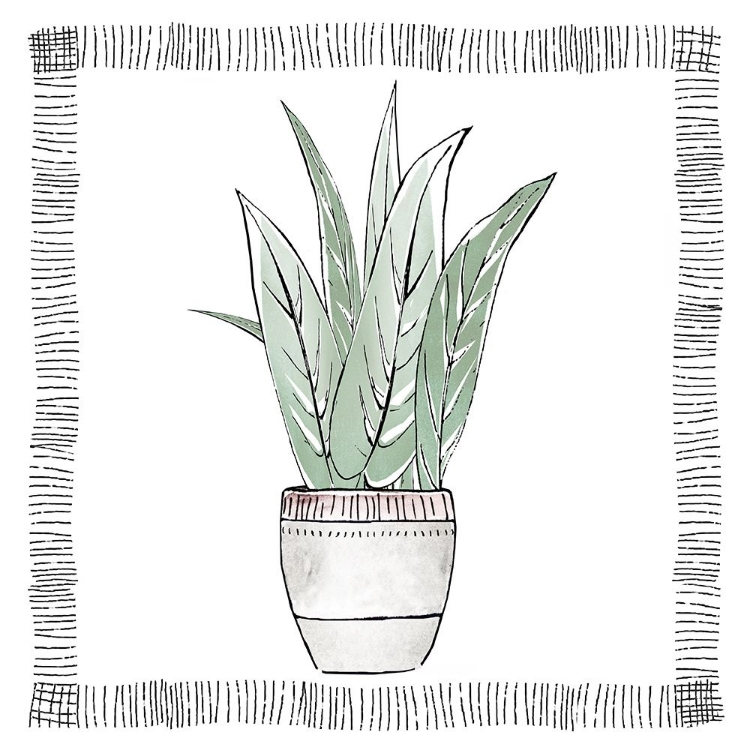 Picture of SNAKE PLANT