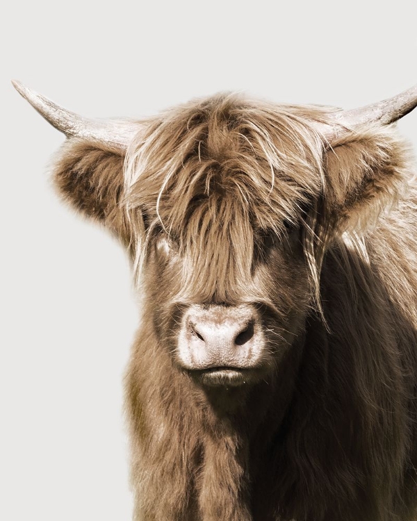 Picture of HIGHLAND PORTRAIT II