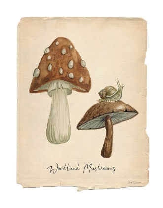 Picture of WOODLAND MUSHROOMS