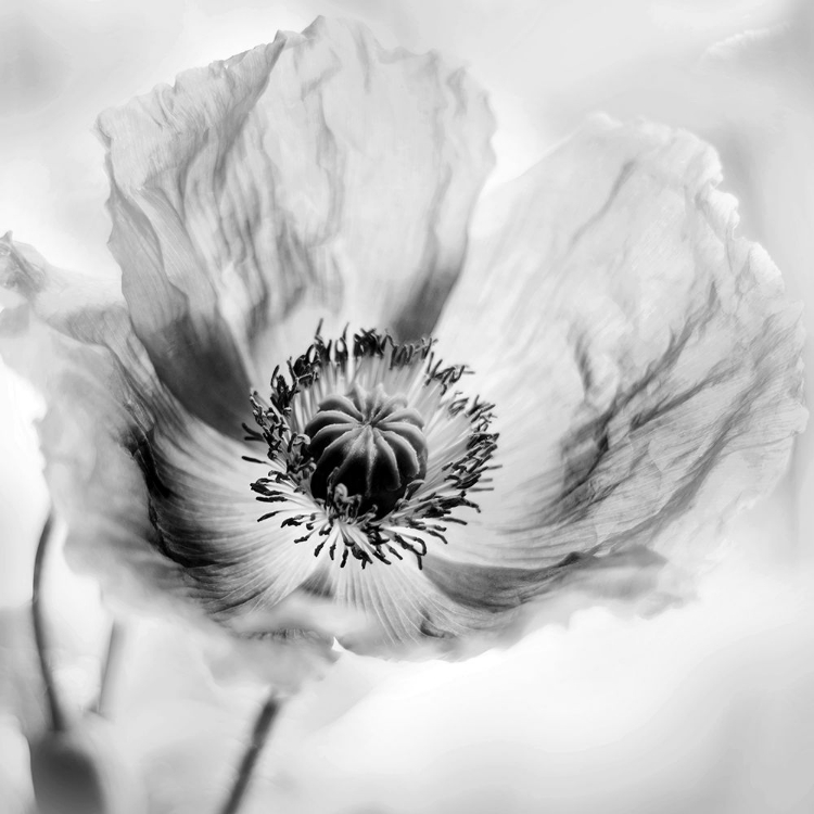 Picture of POPPY HIGH KEY I