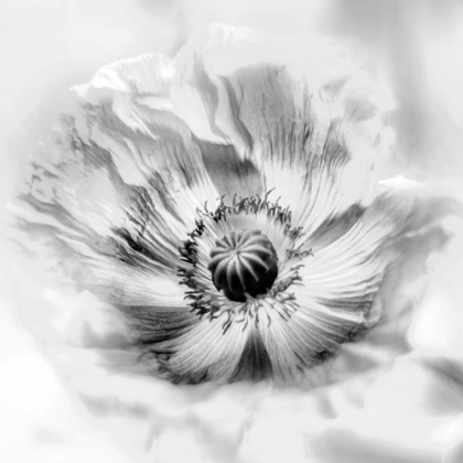 Picture of POPPY HIGH KEY II