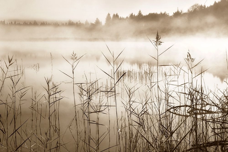 Picture of SOFT SEPIA RISE