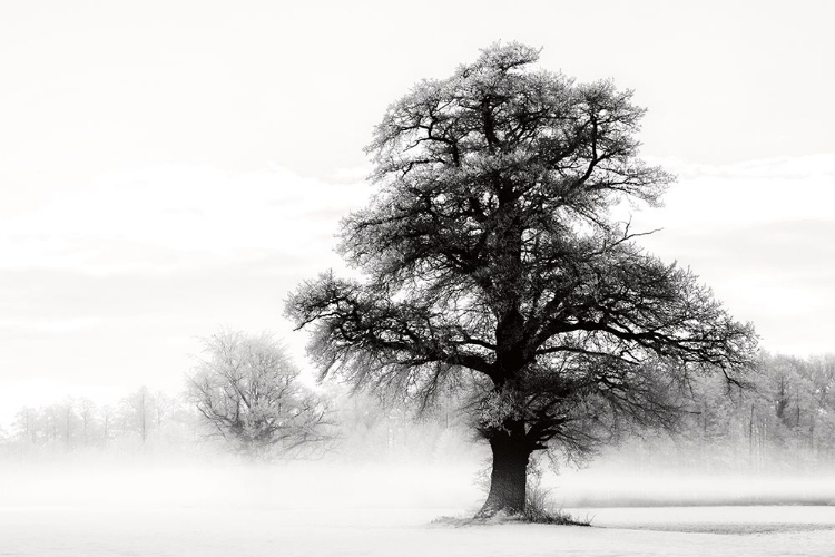 Picture of INKY TREES