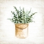 Picture of BUCKET OF GREENERY II