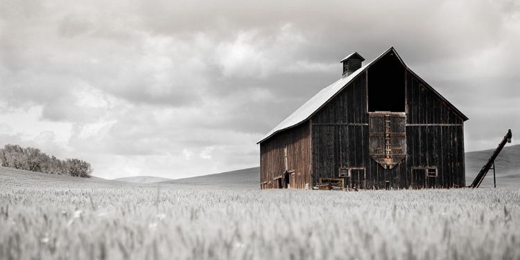 Picture of READY FOR HARVEST