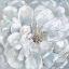 Picture of SOFT SPLENDOR