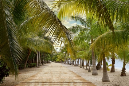 Picture of TROPICAL WALKWAY