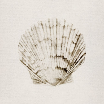 Picture of VINTAGE SHELL I