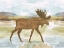 Picture of MOUNTAIN MOOSE
