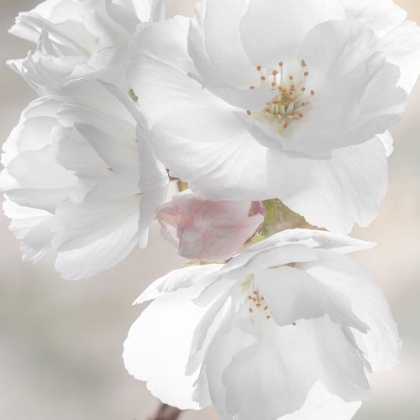 Picture of SOFT BLOSSOMS