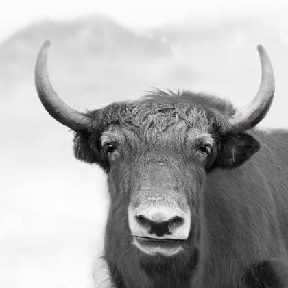 Picture of HIGH MEADOW YAK