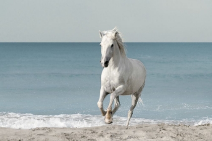 Picture of CAMARGUE BEACH HORSE