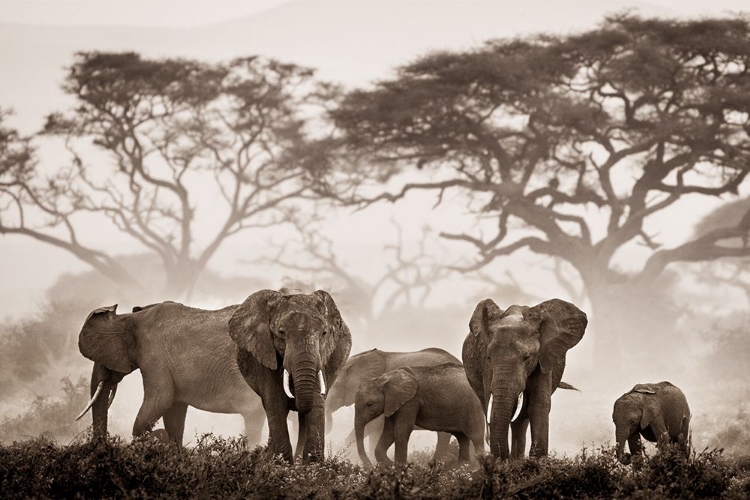 Picture of AMBOSELI NATIONAL PARK