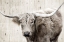 Picture of LONGHORN SEPIA