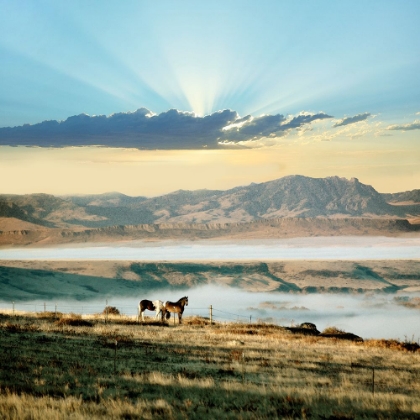 Picture of HORSE SUNSET