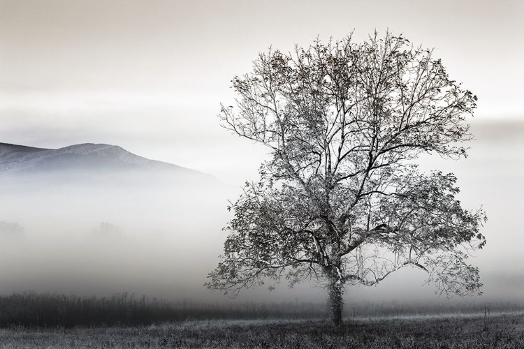 Picture of CLEARING FOG