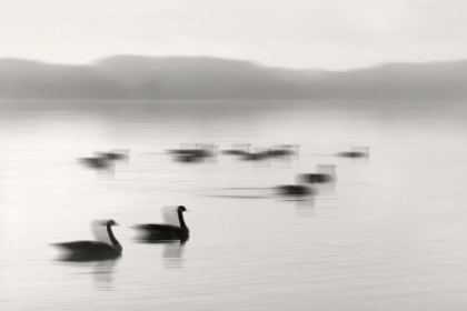 Picture of GEESE ON MELTON LAKE