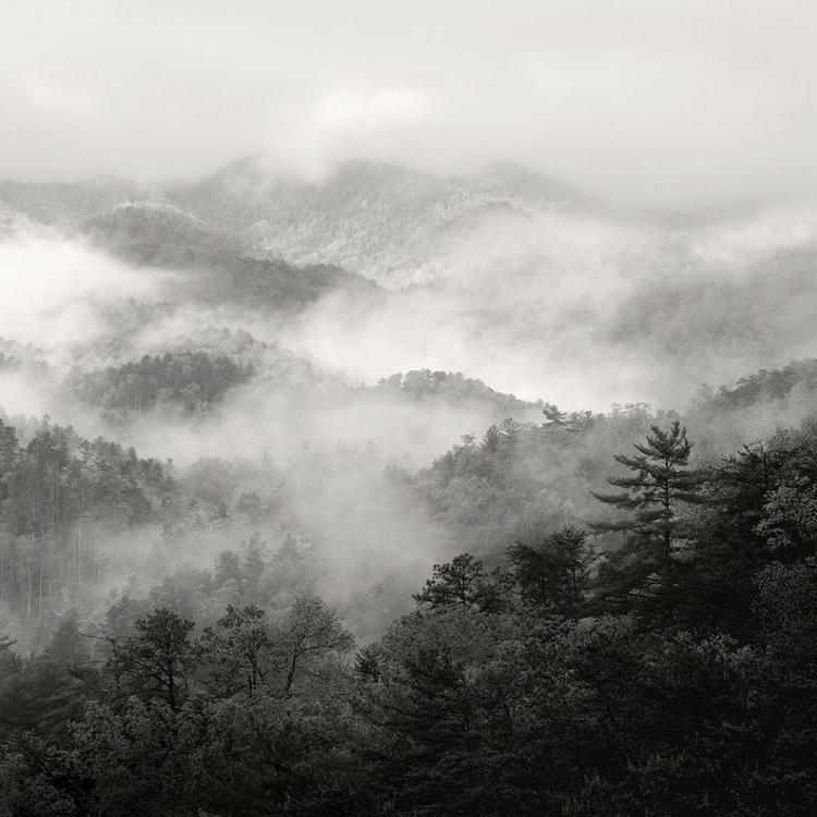 Picture of SPRING MIST, SMOKY MOUNTAINS