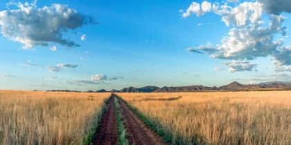 Picture of COUNTRY ROAD PANORAMA