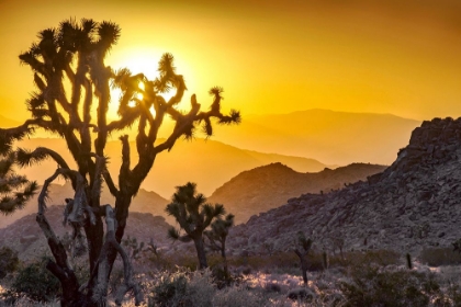 Picture of JOSHUA TREE NO. 5