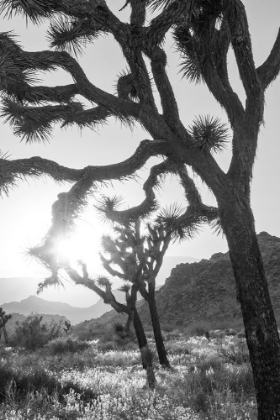 Picture of JOSHUA TREE NO. 6