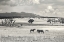 Picture of RANCHLAND 9 A