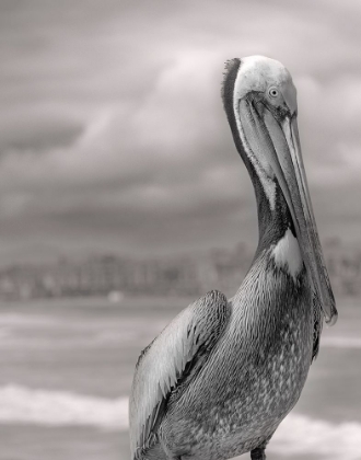 Picture of SEA PELICAN