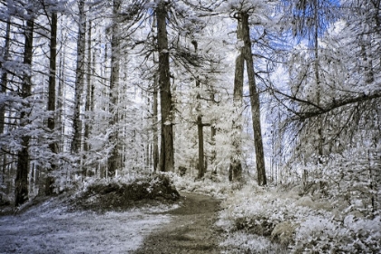 Picture of FOREST TRAIL