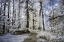 Picture of FOREST TRAIL