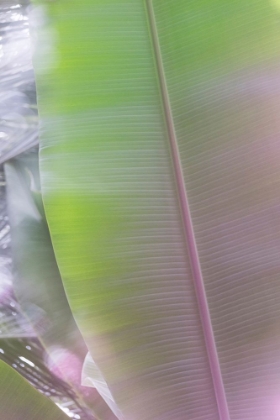 Picture of BANANA LEAVES NO. 1