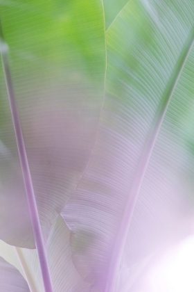 Picture of BANANA LEAVES NO. 2
