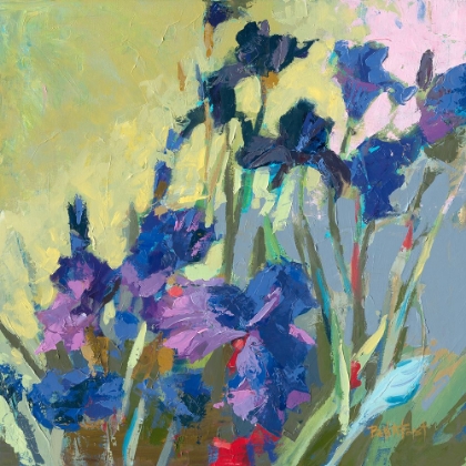 Picture of RED SHOW IRISES