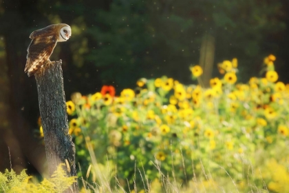 Picture of BARN OWL IN THE SUNFLOWERS