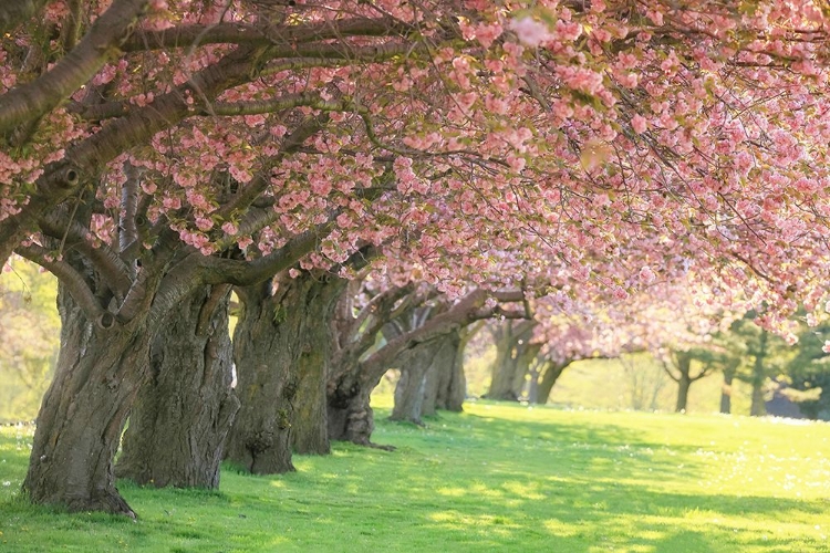 Picture of CHERRY TREE LANE