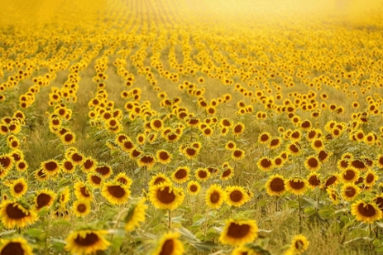 Picture of SEA OF SUNFLOWERS