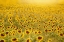 Picture of SEA OF SUNFLOWERS