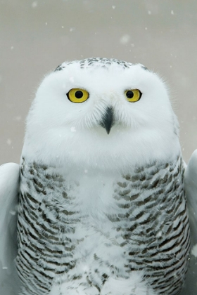 Picture of SNOWY OWL EYES