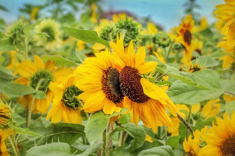 Picture of SWEET SUNFLOWER KISS