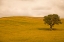 Picture of FIELD IN LOWER TUSCANY