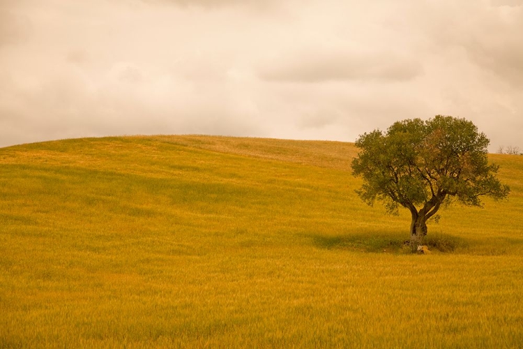 Picture of FIELD IN LOWER TUSCANY