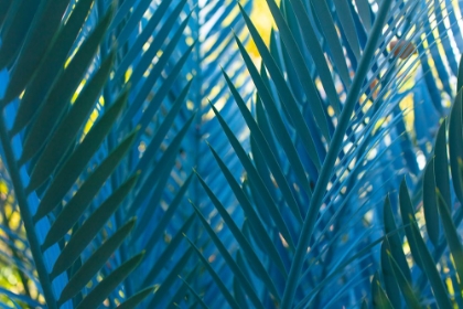 Picture of BLUE PALMS, ANTIBES